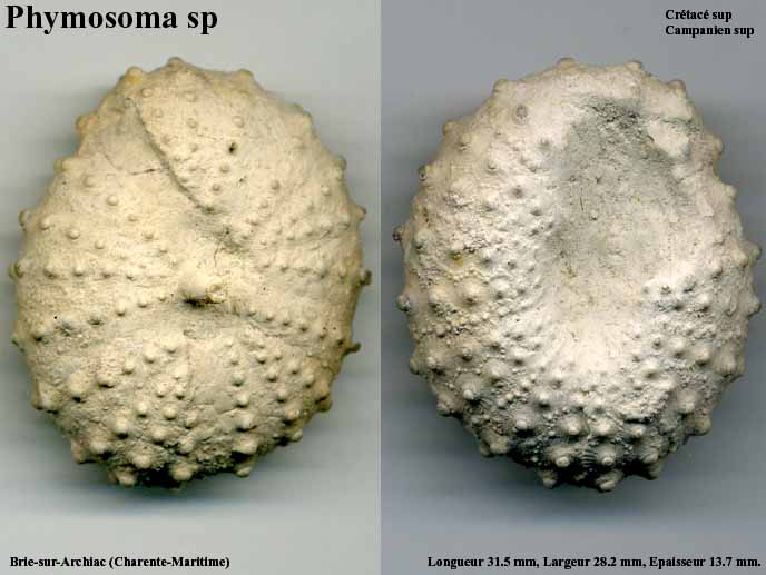 Phymosoma_sp
